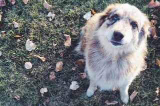 Dog First Aid Kit - looking up Dog First Aid Kit - looking up