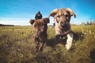 Vet in a Van dogs playing